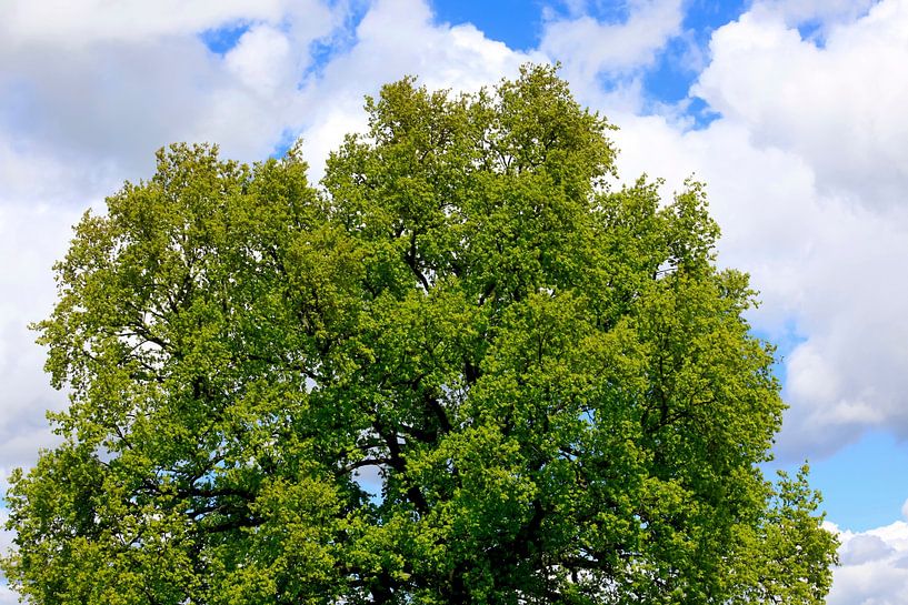 Proud tree crown by Thomas Jäger