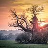 Sonnenuntergang an der alten Eiche von Jürgen Schmittdiel Photography