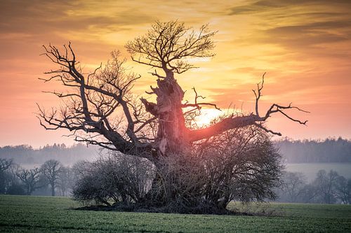 Zonsondergang bij de oude eik