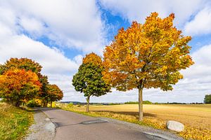 Herbstlich gefärbte Bäume und Straße im Herbst nahe Groß Gö