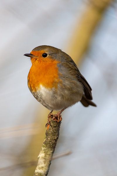 Roodborstje (Erithacus rubecula) van Dirk Rüter