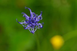 spherical devil's claw by Karin Jähne