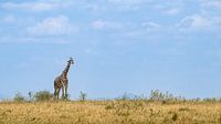 1 Girafe à l'affût