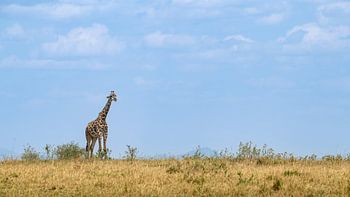 1 Girafe à l'affût