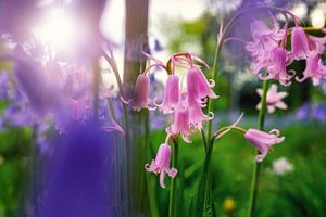 Pink and purple flowers ( haze bells , hyacinthoides , bluebells ) by Chihong