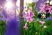Roze en paarse bloemetjes ( hazeklokjes , hyacinthoides , bluebells ) van Chihong