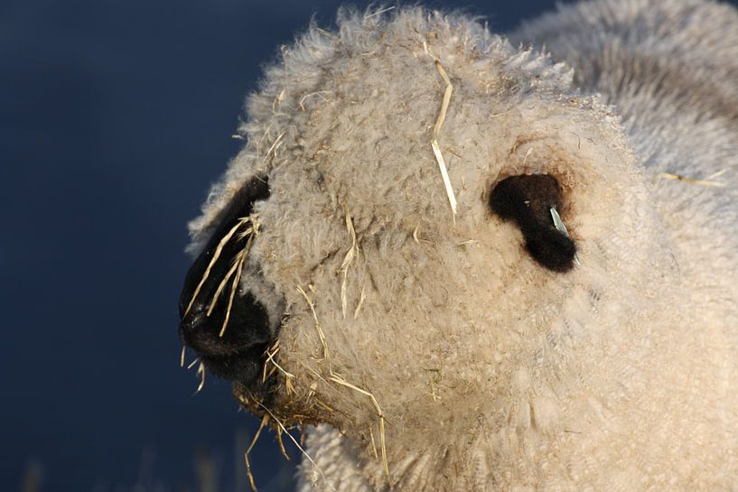 gros plan d'un mouton dans un pâturage par Kim van der Lee