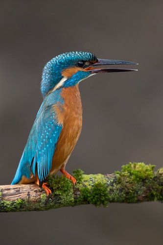IJsvogel gefotografeerd in het Gooi