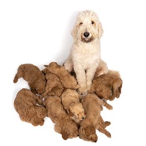 Wurf von Labradoodle-Welpen, die zu den Füßen ihrer Mutter vor einem weißen Hintergrund schlafen