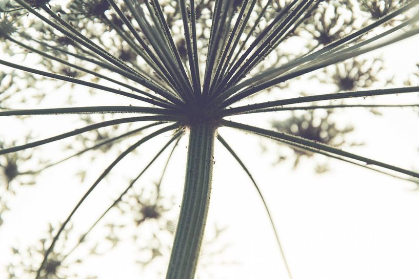 Abstract Heracleum par ElkeS Fotografie