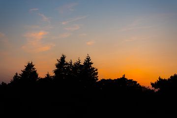 bomen in de schaduw, zonsondergang. van Robinotof