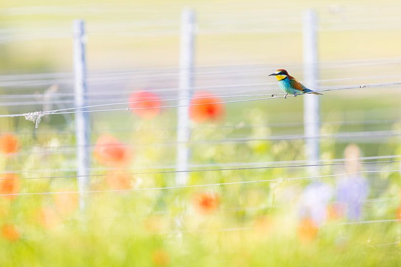 Vineyard Romance by Daniela Beyer