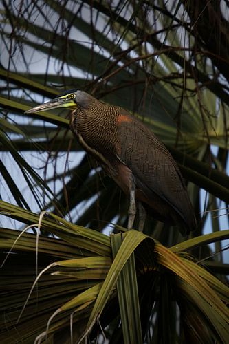 Mexicaanse tijgerroerdomp en palm bladeren | Vogel | Reiger | Wildlife