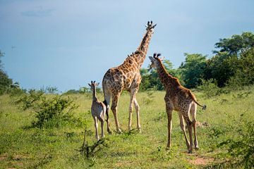 Drie giraffen, waaronder een baby