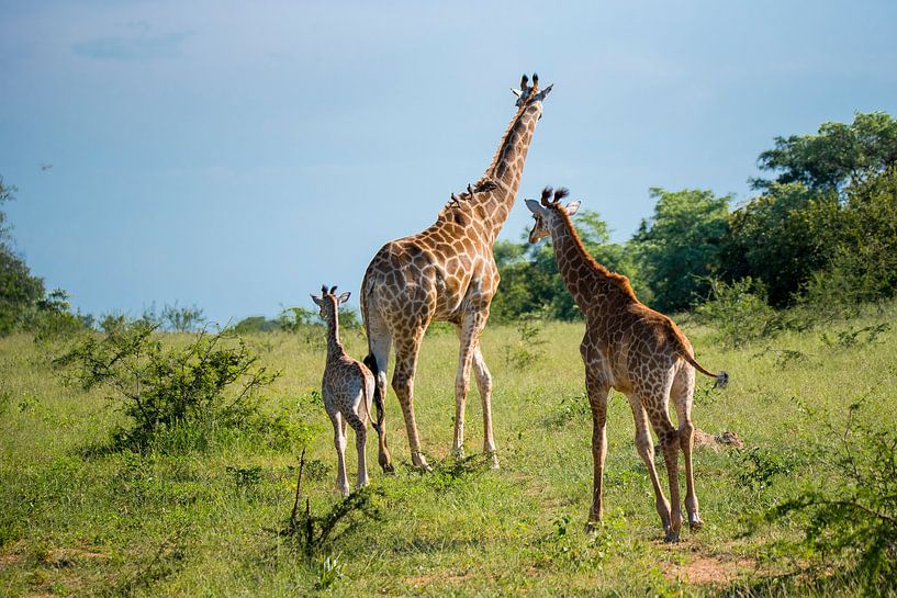 Drie giraffen, waaronder een baby van Jack Koning