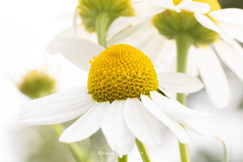 Romance among camomile flowers