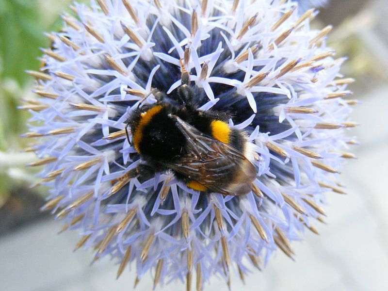 Blauwe zeedistel met honingbij.  Holly with bee. by Joke Schippers