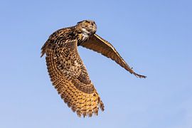 Hibou, Bubo bubo