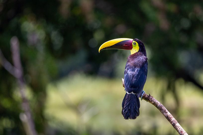 Toucan à mandibules noires par antonvanbeek.nl