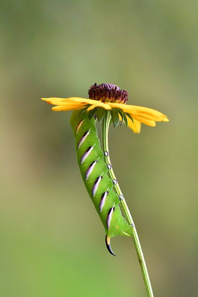 Yellow Green by A. Bles