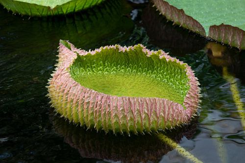 Victoria amazonica Blatt auf der Wasseroberfläche