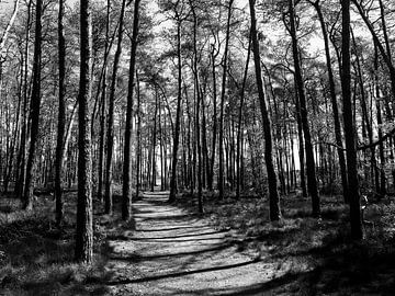 Impression d'arbres en noir et blanc sur Lynn van der Werf