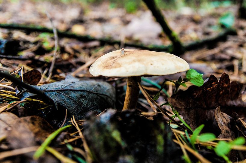 toadstool by Norbert Sülzner