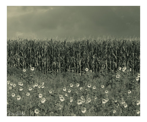 Zonnebloemen
