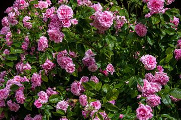 Rozenhaag met roze bloemen van David Esser