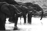 Elephants