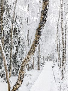 Wildseemoor bei Kaltenbronn im Winter - Schwarzwald von Werner Dieterich