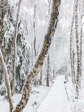 Wildseemoor near Kaltenbronn in winter - Black Forest by Werner Dieterich