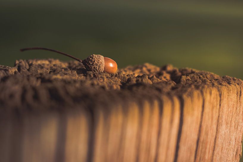 Eikel bij zonsondergang von Inge Heeringa