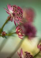 Blume # 11