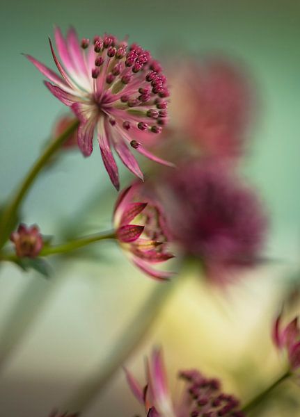 Flower # 11 by tim eshuis