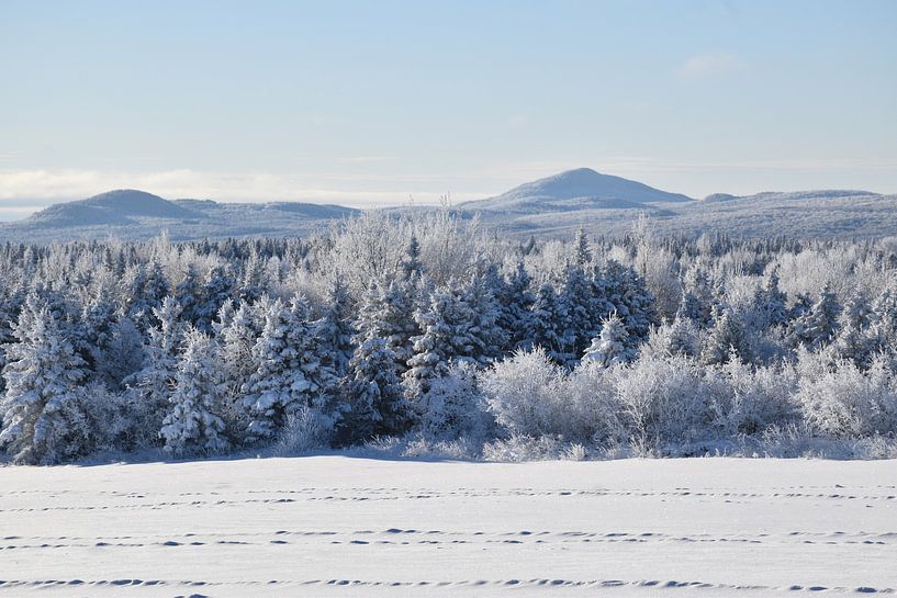 Der Wald nach dem Sturm von Claude Laprise