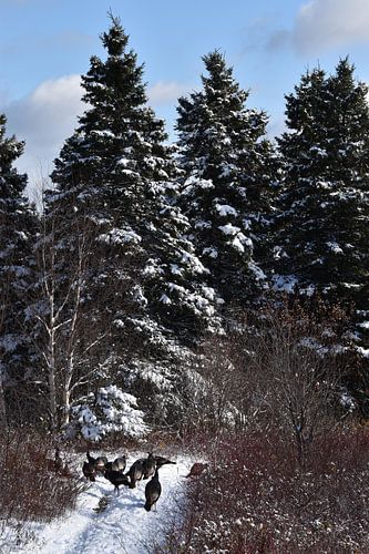 Wilde kalkoenen in de winter