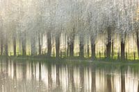 Cherry orchard