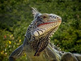 Leguan von Bureau Brauns