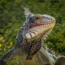 Leguan von Bureau Brauns