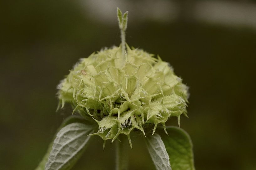 Flowers 10 by True Color Stories