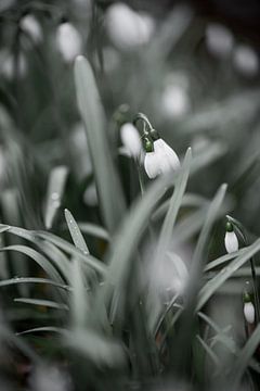 Schneeglöckchen | Wechsel der Jahreszeit 4