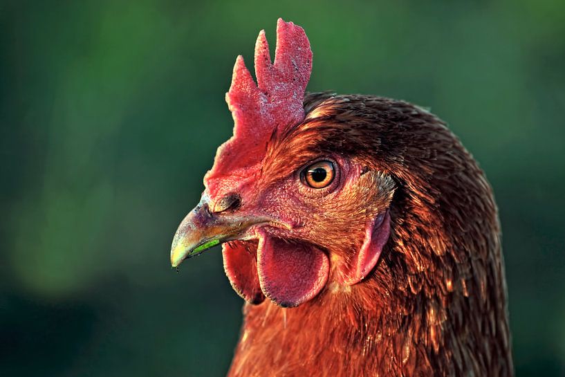 Kip von Jeannette Penris