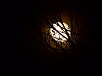 The moon