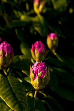flower buds with sunset | fine art nature photo by Karijn | Fine art Natuur en Reis Fotografie