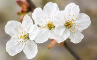 Lente bloemen