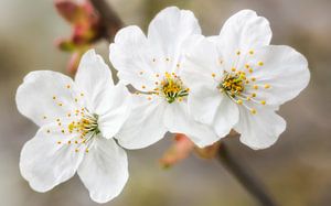 Fleurs de printemps sur Lorena Cirstea