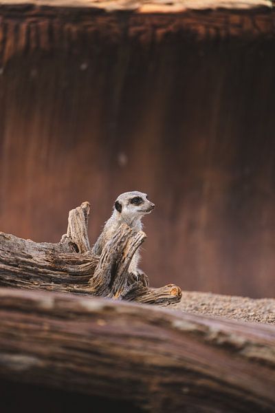 Meerkats standing guard by Ken Tempelers