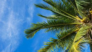 Palmboom in de Filipijnen