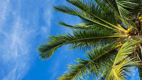 Palmboom in de Filipijnen